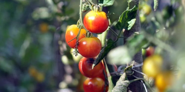 Ето с какво трябва да подхраним домати през август, за да имаме добра реколта Ето с какво трябва да подхраним домати през август, за да имаме добра реколта