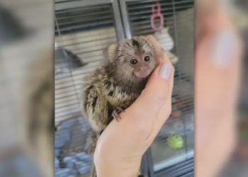 В онлайн пространството се вихри черен пазар на екзотични животни, какво могат да направят институциите?! В онлайн пространството се вихри черен пазар на екзотични животни, какво могат да направят институциите?!