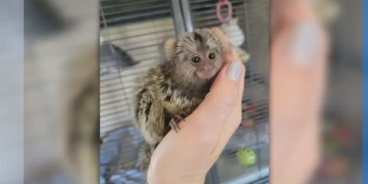 В онлайн пространството се вихри черен пазар на екзотични животни, какво могат да направят институциите?!