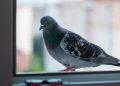Ето какво Ви очаква, ако гълъб кацне на прозореца в дома Ето какво Ви очаква, ако гълъб кацне на прозореца в дома