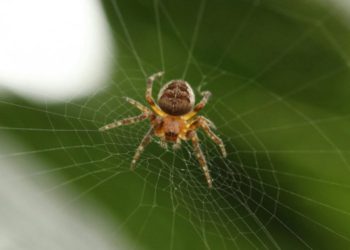 Мъж загина след ухапване от кафяв паяк