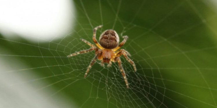 Мъж загина след ухапване от кафяв паяк