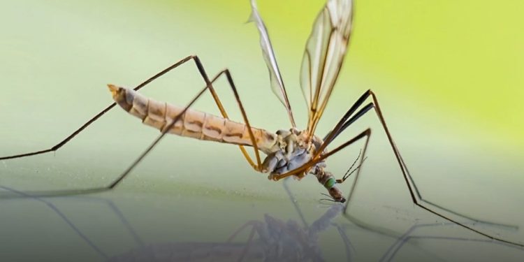 Ето поради каква причина комарите хапят определени хора