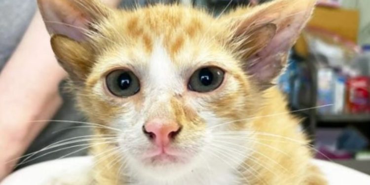 Котенце се роди с четири ушички