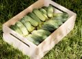 Няма да се налага да купувате: как да събирате семена от краставици за следващата година