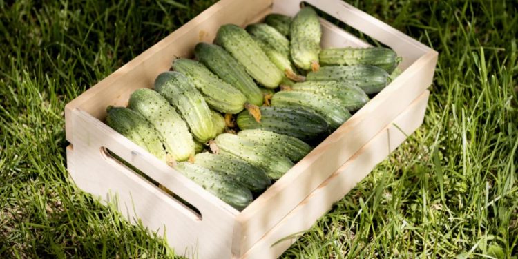 Няма да се налага да купувате: как да събирате семена от краставици за следващата година Няма да се налага да купувате: как да събирате семена от краставици за следващата година