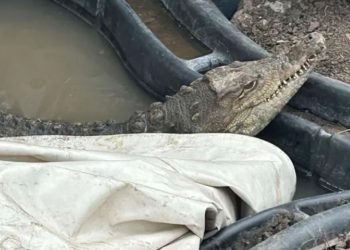 Нилски крокодил, който си живеел в столичния квартал „Ботунец“, ще бъде преместен