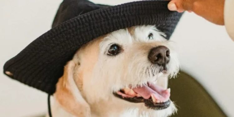 Защо не трябва да галите кучето си по главата? Защо не трябва да галите кучето си по главата?