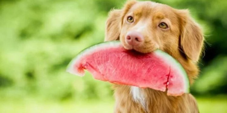 Ето какви храни можете да давате на вашето куче Ето какви храни можете да давате на вашето куче