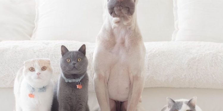 Как да научим куче на командата „Седни“: