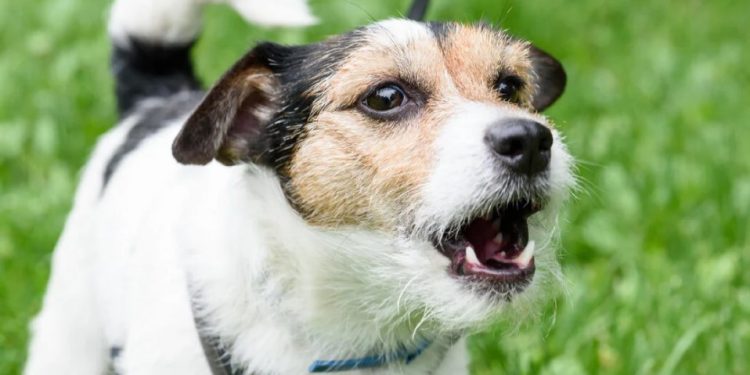 Вашето куче постоянно ли лае по други кучета? Ето защо се случва това и как да отстраните проблема