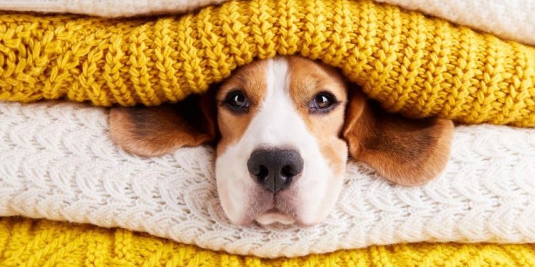 Ето какво е необходимо да вземете на кучето когато тръгвате на почивка Ето какво е необходимо да вземете на кучето когато тръгвате на почивка