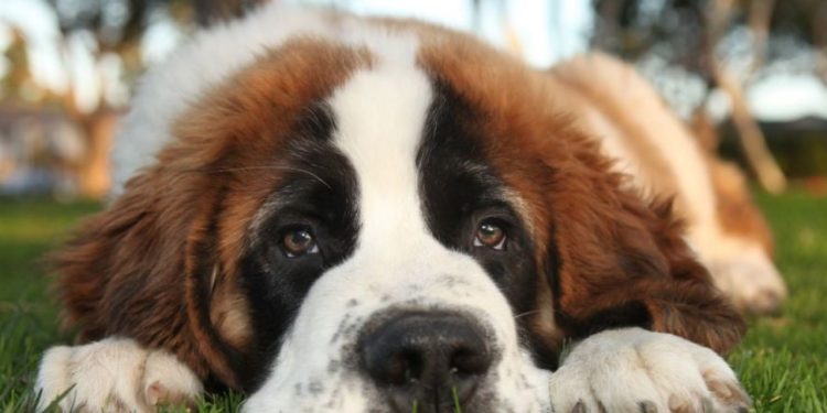 Ето кои породи кучета са идеални за заети хора Ето кои породи кучета са идеални за заети хора