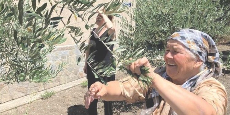 Това се случва за първи път в Родопите! Маслиново дръвче даде плодове! Това се случва за първи път в Родопите! Маслиново дръвче даде плодове!