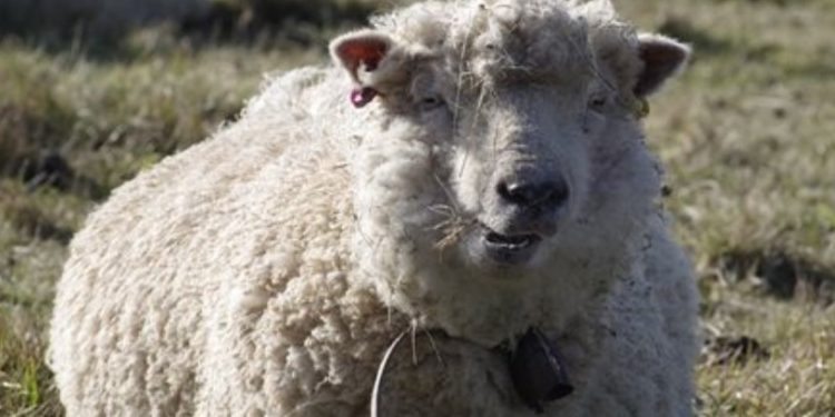 В област Пазарджик въвеждат мерки за чумата по дребните животни В област Пазарджик въвеждат мерки за чумата по дребните животни