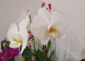 Поливайте орхидеята редовно с този продукт и тя ще има богат цъфтеж