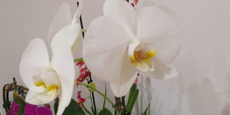 Поливайте орхидеята редовно с този продукт и тя ще има богат цъфтеж
