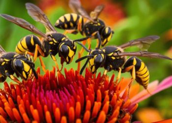 Никоя оса няма да се доближи до вас: как да се отървете от досадните насекоми бързо и лесно