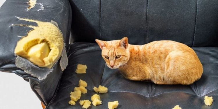 Назовани са породи котки, които не късат мебели и тапети: оказва се, че съществуват Назовани са породи котки, които не късат мебели и тапети: оказва се, че съществуват