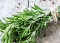 Как да засадите розмарин: съвети на градинаря