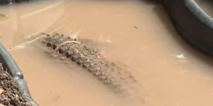 В село Ботунец продължава сагата с крокодила Кроко В село Ботунец продължава сагата с крокодила Кроко