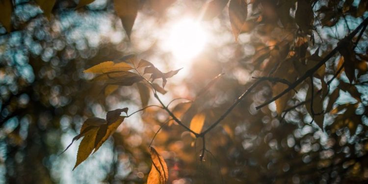 Слънце в Дева 22 август – 22 септември 2024 г.: какво ни очаква по това време