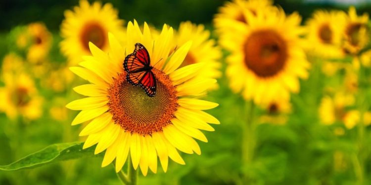 Защо трябва да засадите слънчогледи в градината си? Всеки градинар трябва да знае