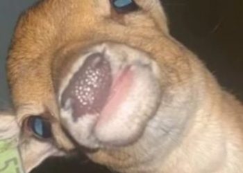 Мъж стана интернет звезда, след като необяснимо се събуди със сърна в леглото (ВИДЕО)