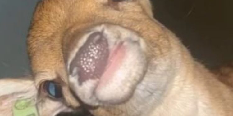 Мъж стана интернет звезда, след като необяснимо се събуди със сърна в леглото (ВИДЕО) Мъж стана интернет звезда, след като необяснимо се събуди със сърна в леглото (ВИДЕО)